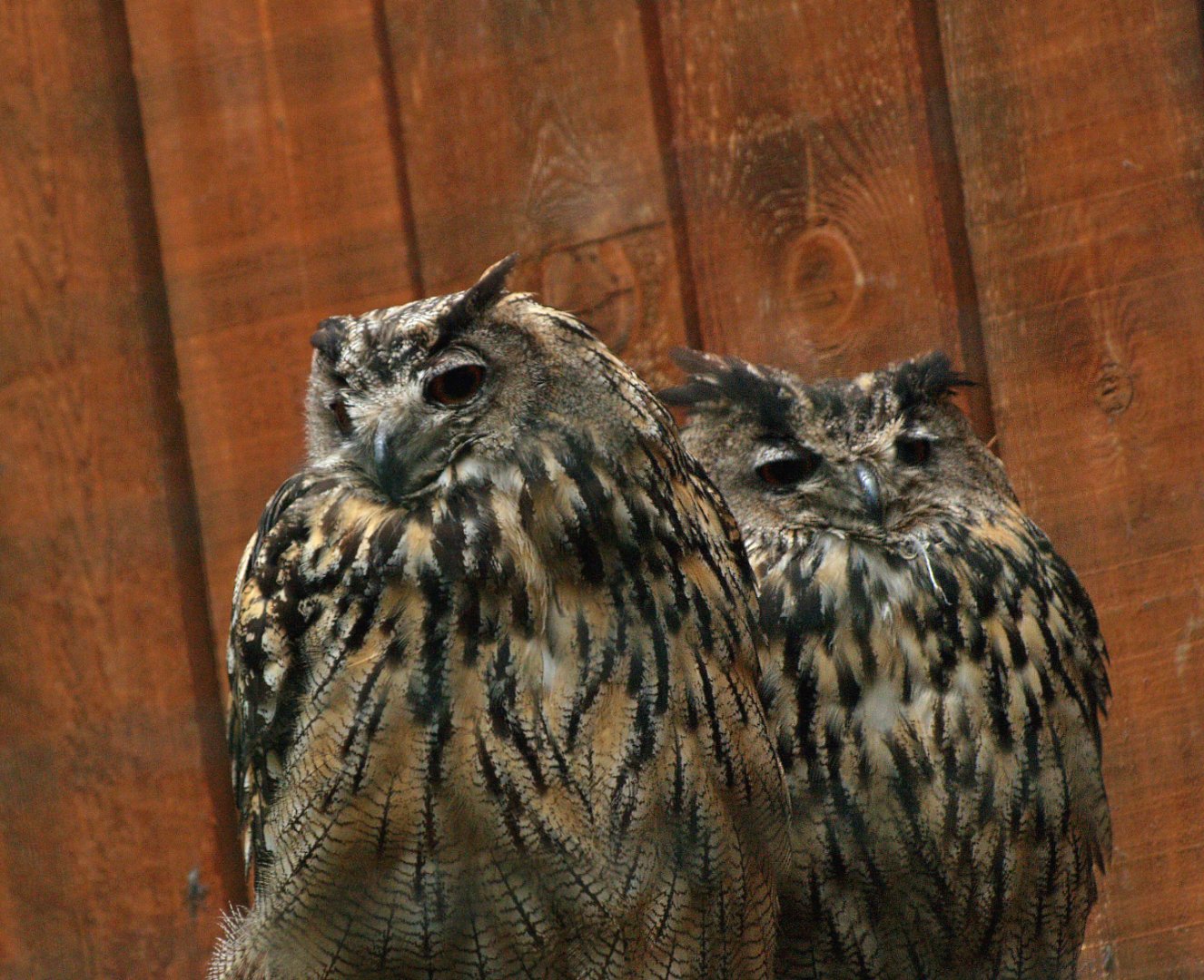 Eurasian eagle owls, 2008-08-02