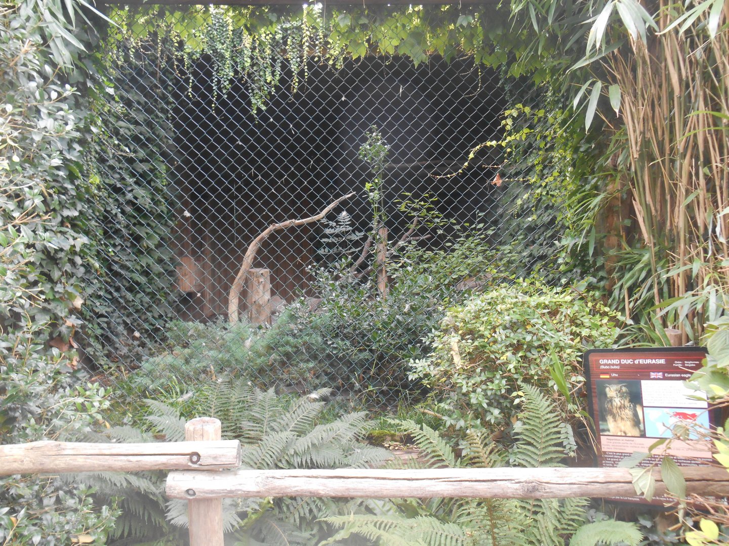 Eurasian Eagle-owls Aviary