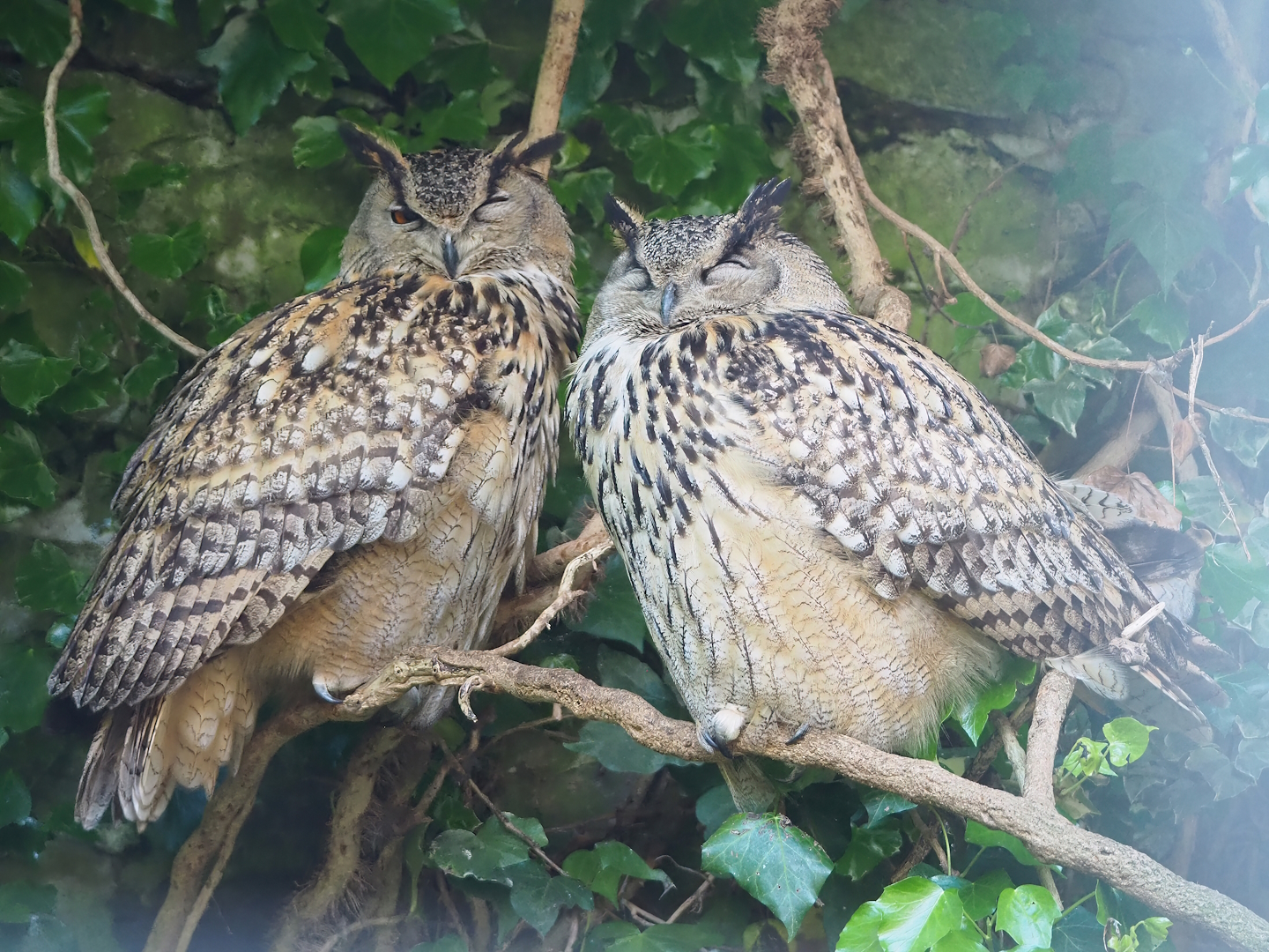 Eurasian eagle-owls (Bubo bubo bubo), 2023-05-16
