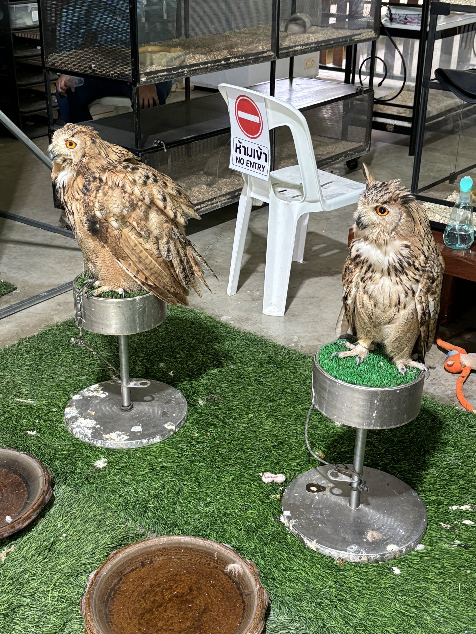 Eurasian Eagle Owls - Lion Park