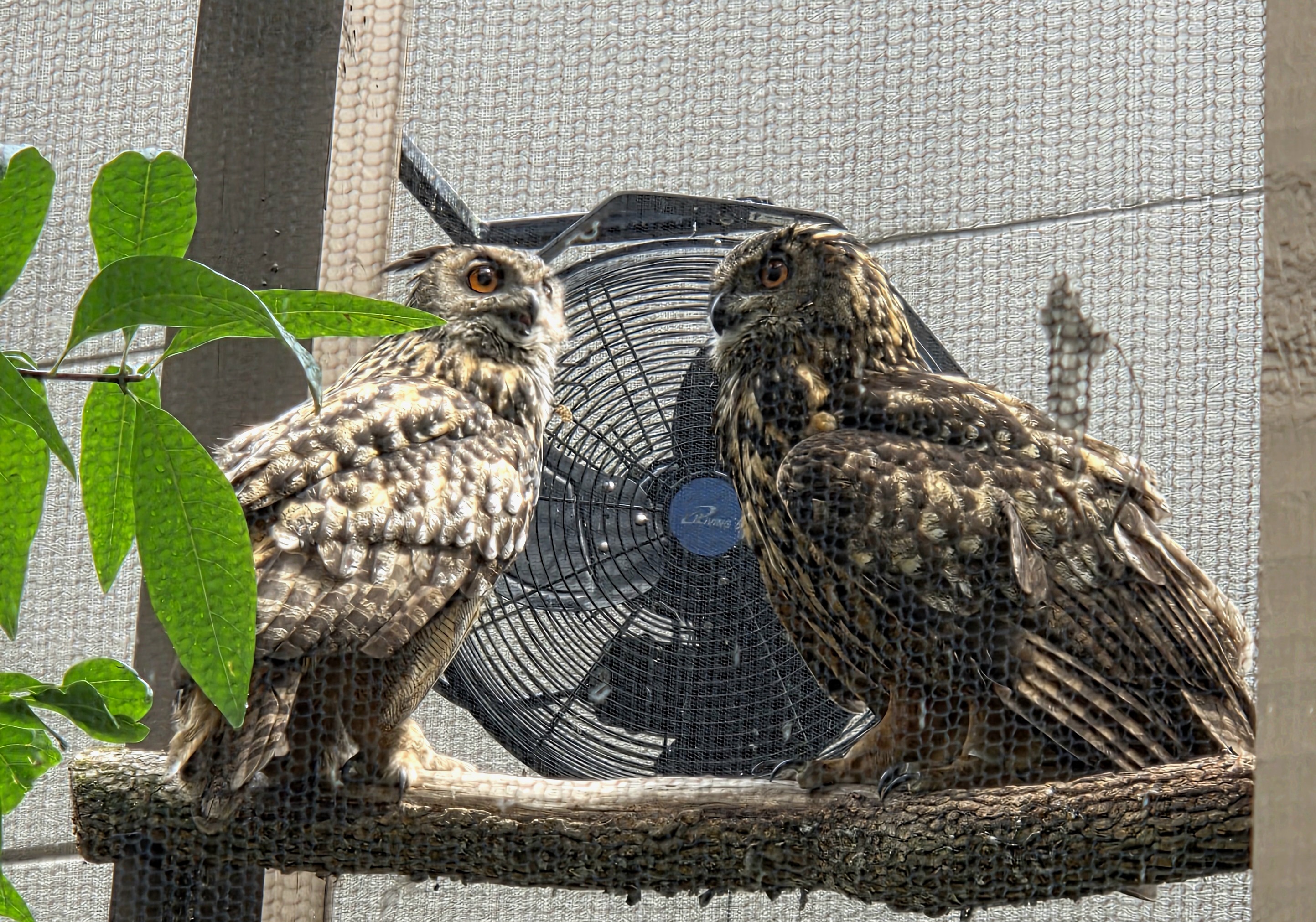 Eurasian Eagle Owls-Riverbanks Zoo
