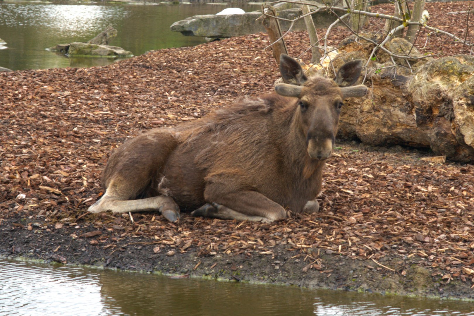 Eurasian Elk (Alces alces alces), 24-04-25