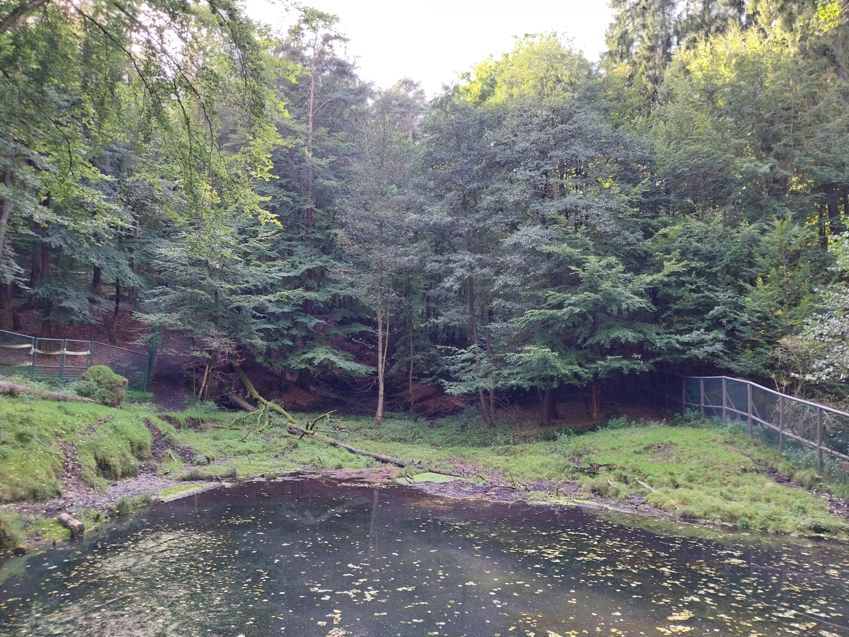 Eurasian elk (Alces alces alces) enclosure