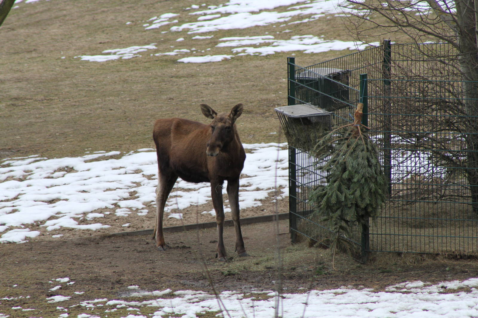 Eurasian Elk (Alces alces alces)