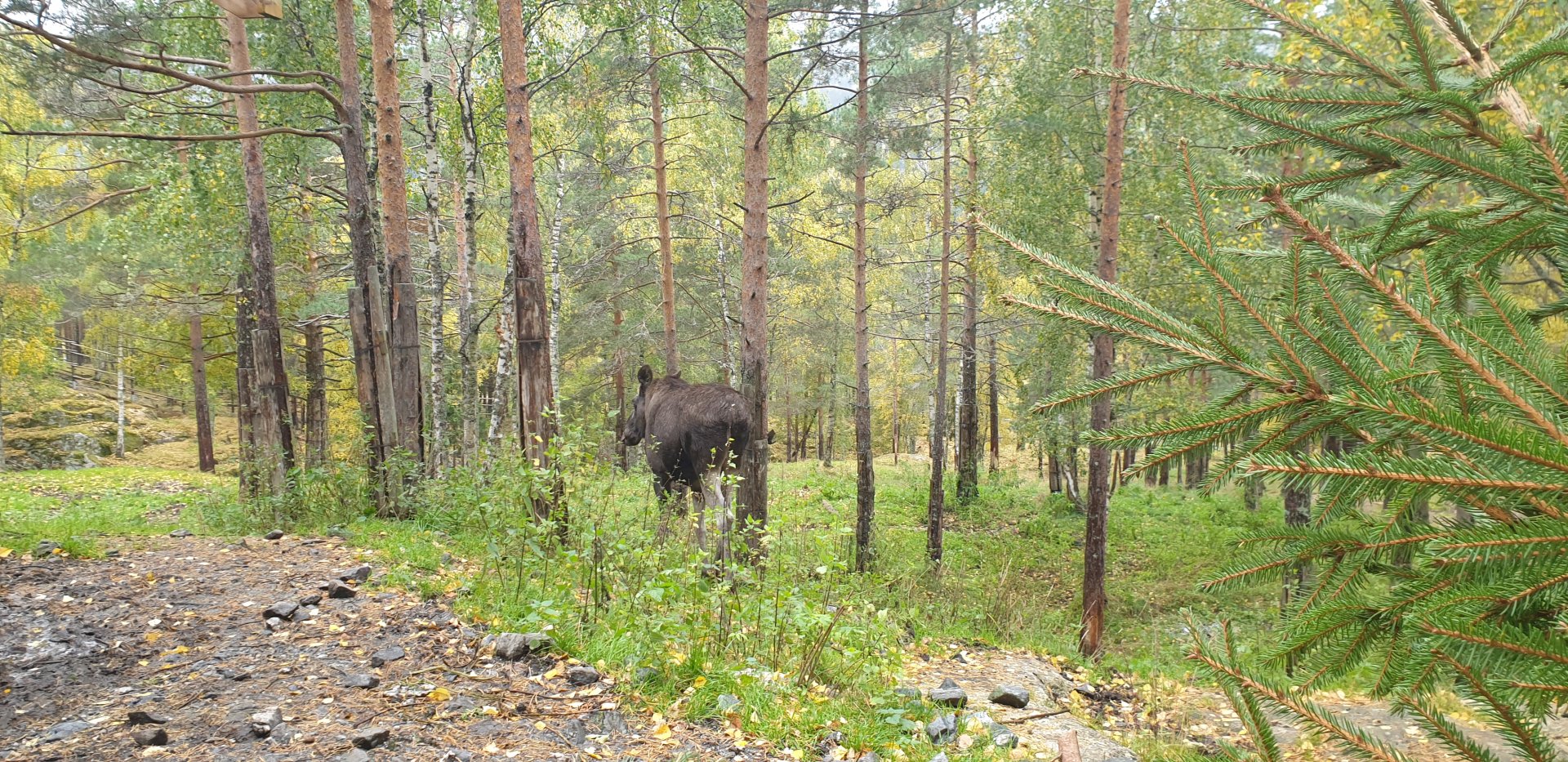 Eurasian elk (Alces alces alces)