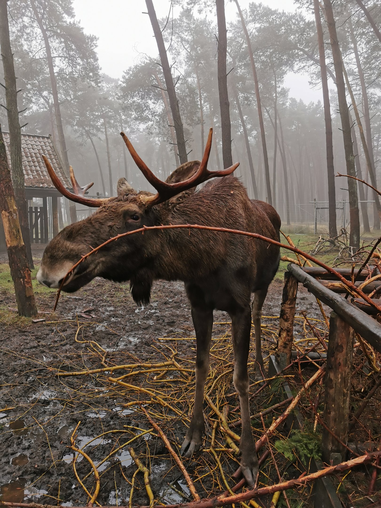 Eurasian elk (Alces alces alces)
