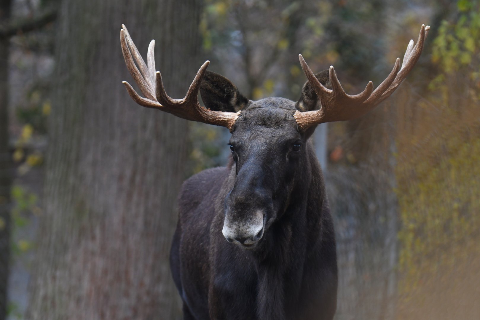 Eurasian elk (Alces alces alces)