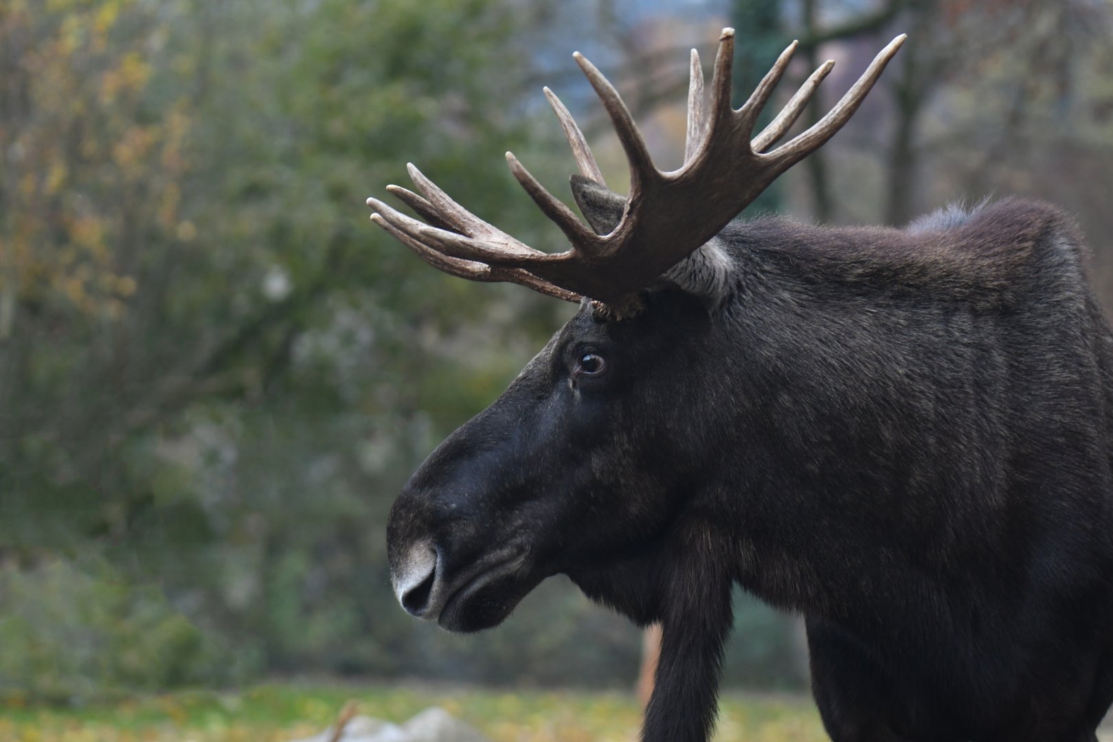 Eurasian elk (Alces alces alces)