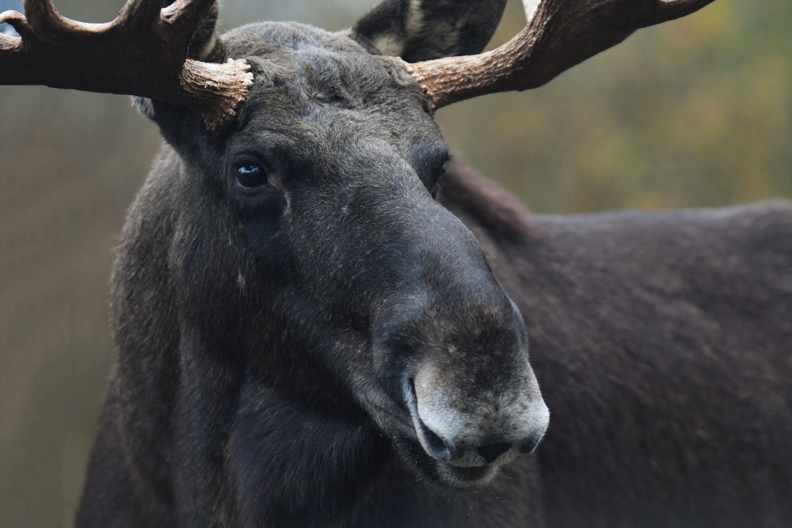 Eurasian elk (Alces alces alces)