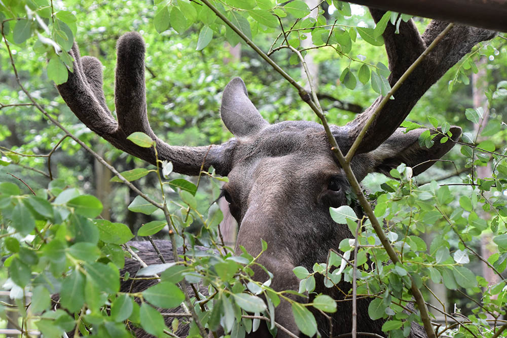 Eurasian elk (Alces alces alces)