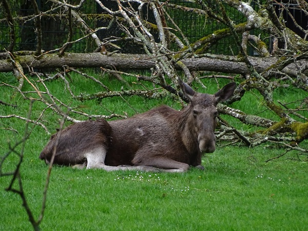 Eurasian elk (Alces alces alces)