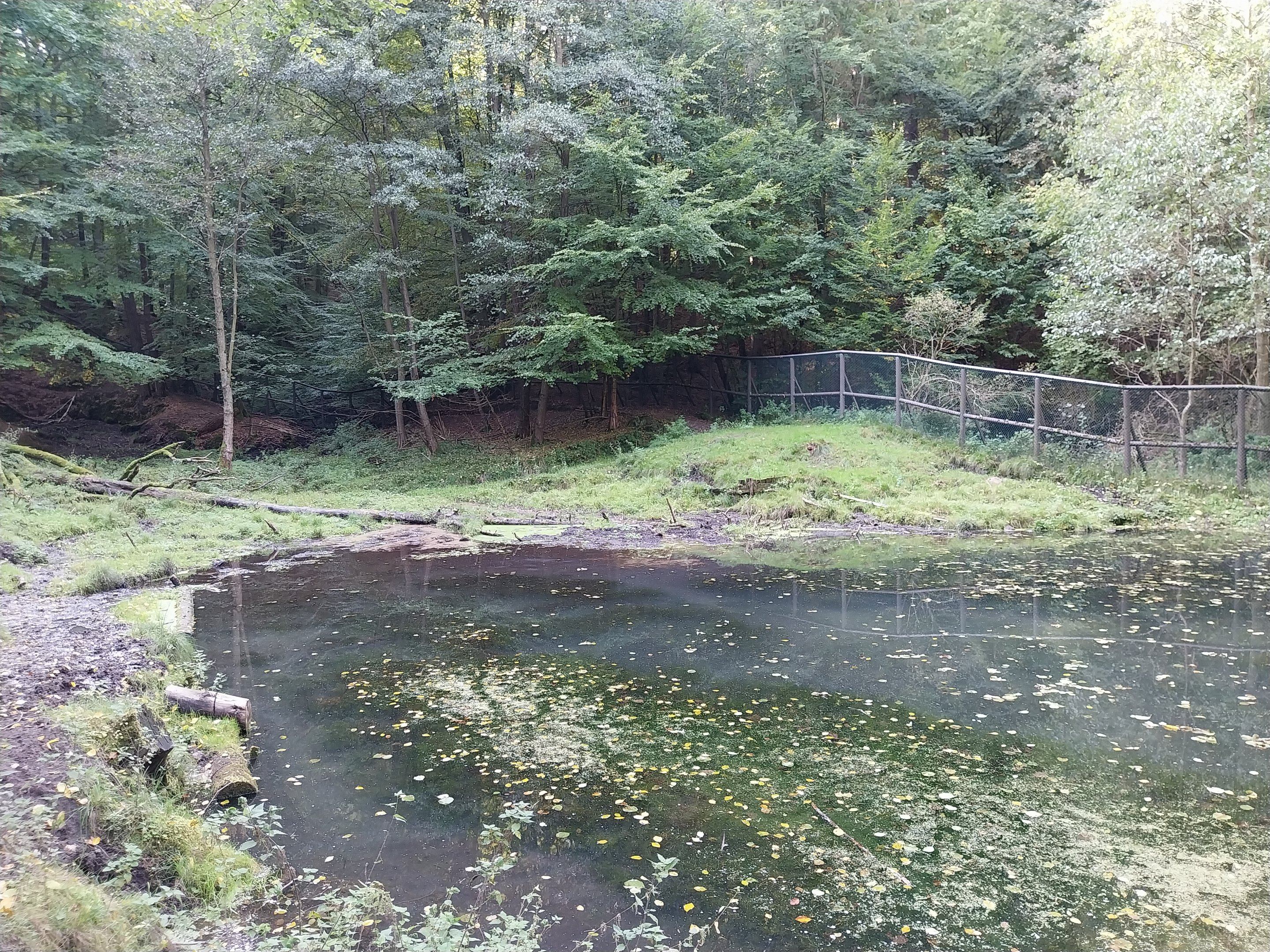 Eurasian elk (Alces alces alces)