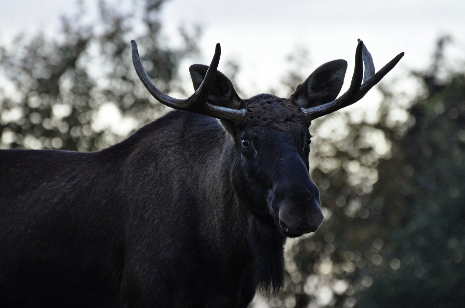 Eurasian elk (Alces alces)