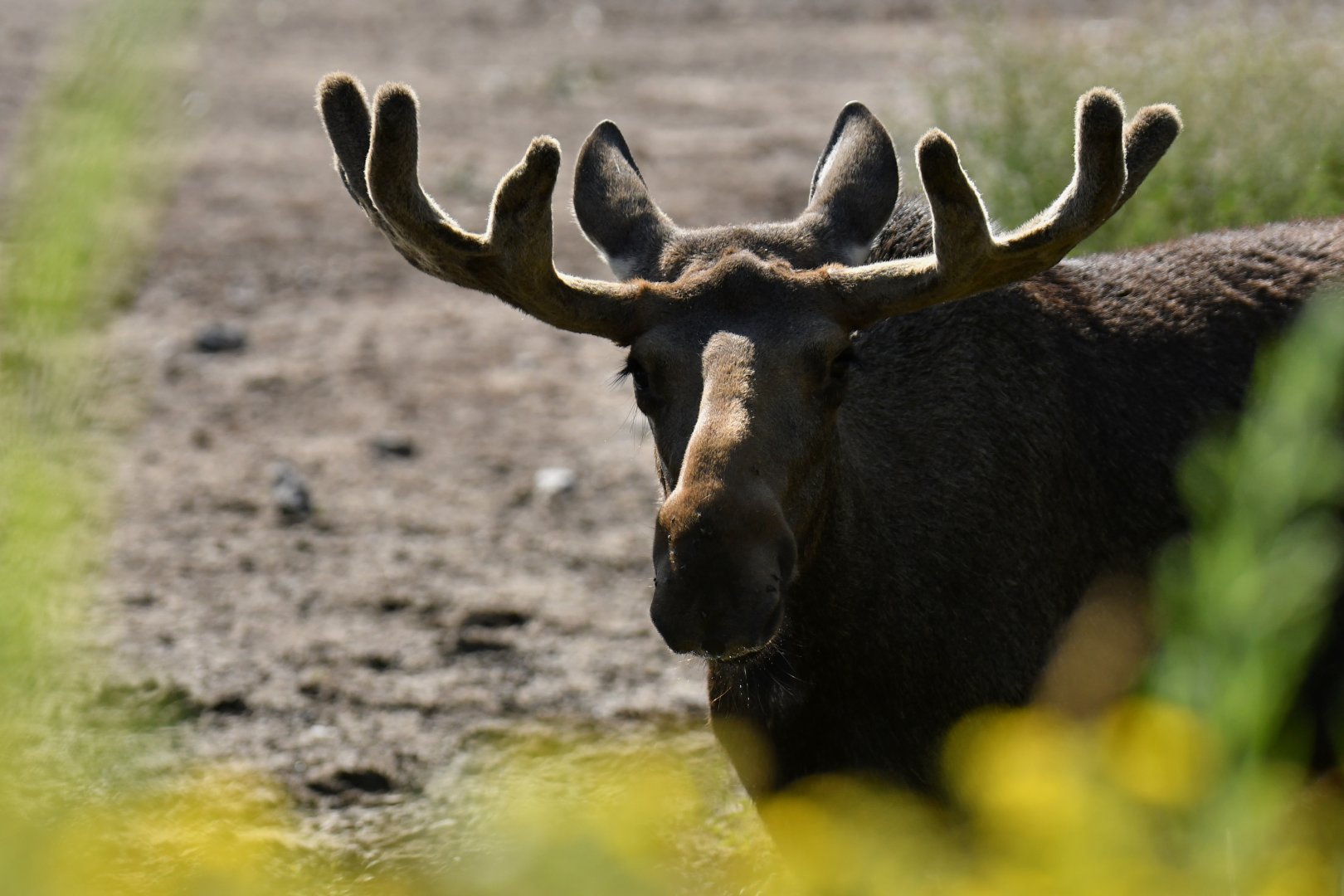 Eurasian elk (Alces alces)