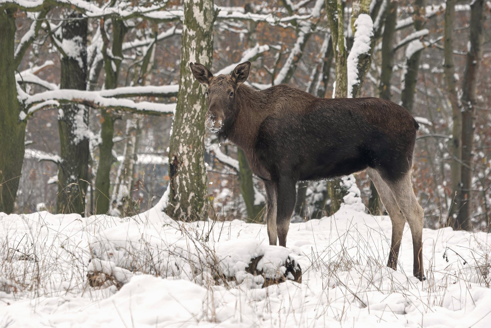 Eurasian elk (Alces alces)