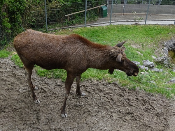 Eurasian elk (Alces alces)