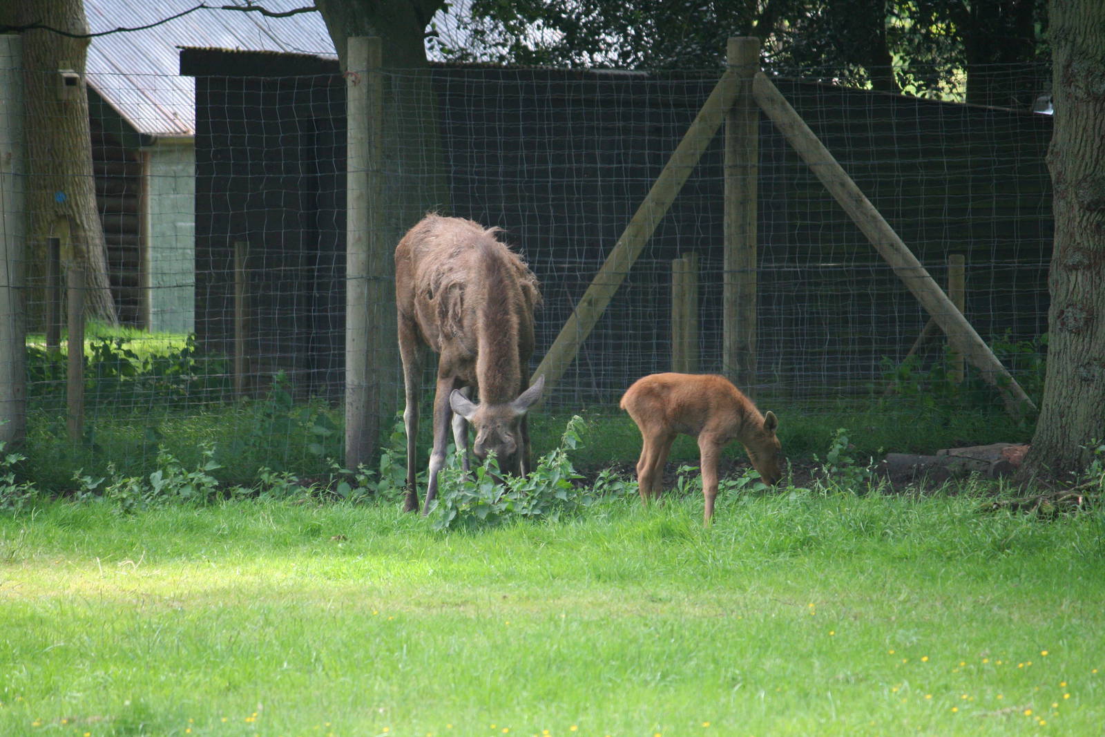 Eurasian elk and calf
