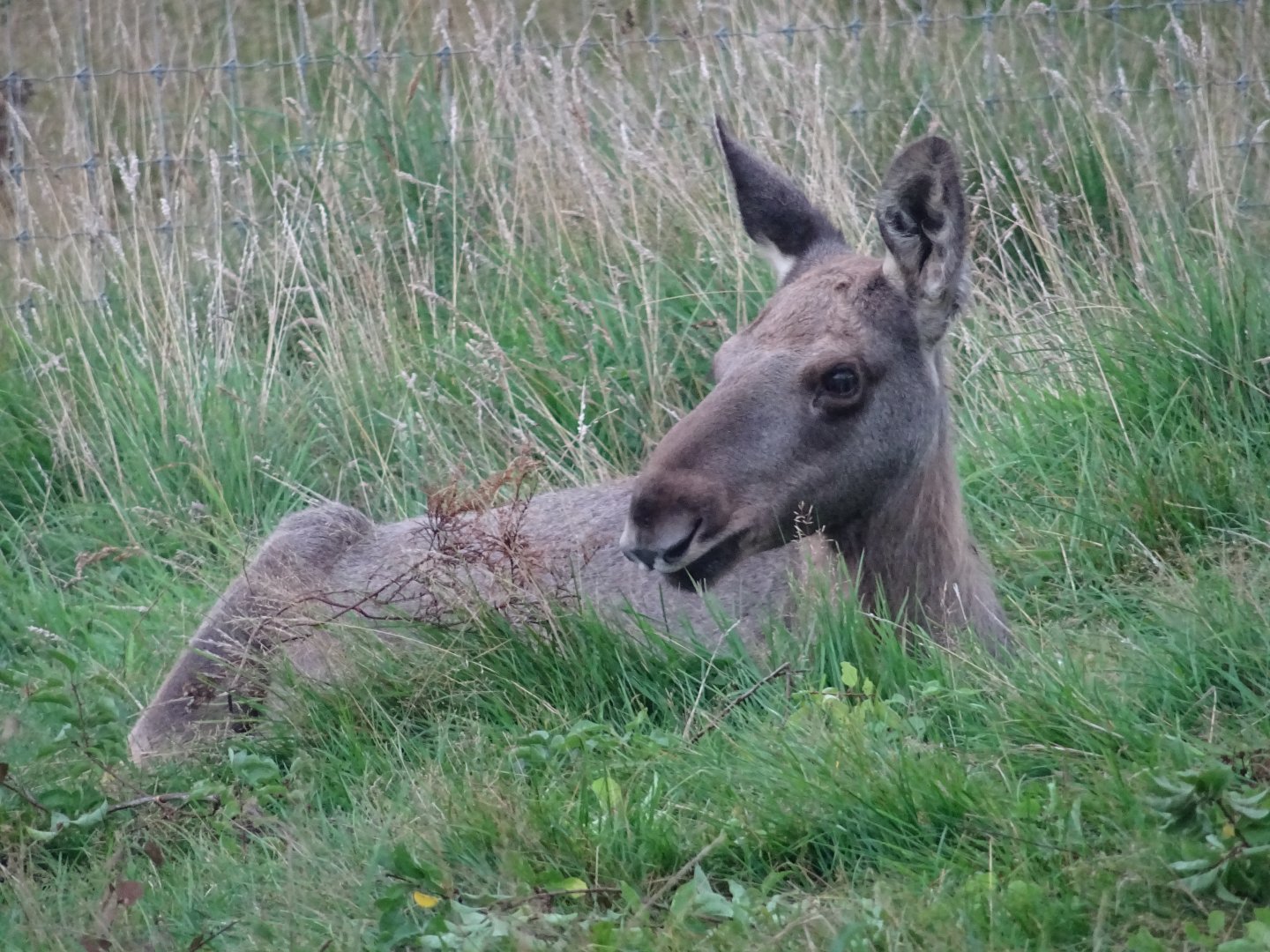 Eurasian Elk Calf