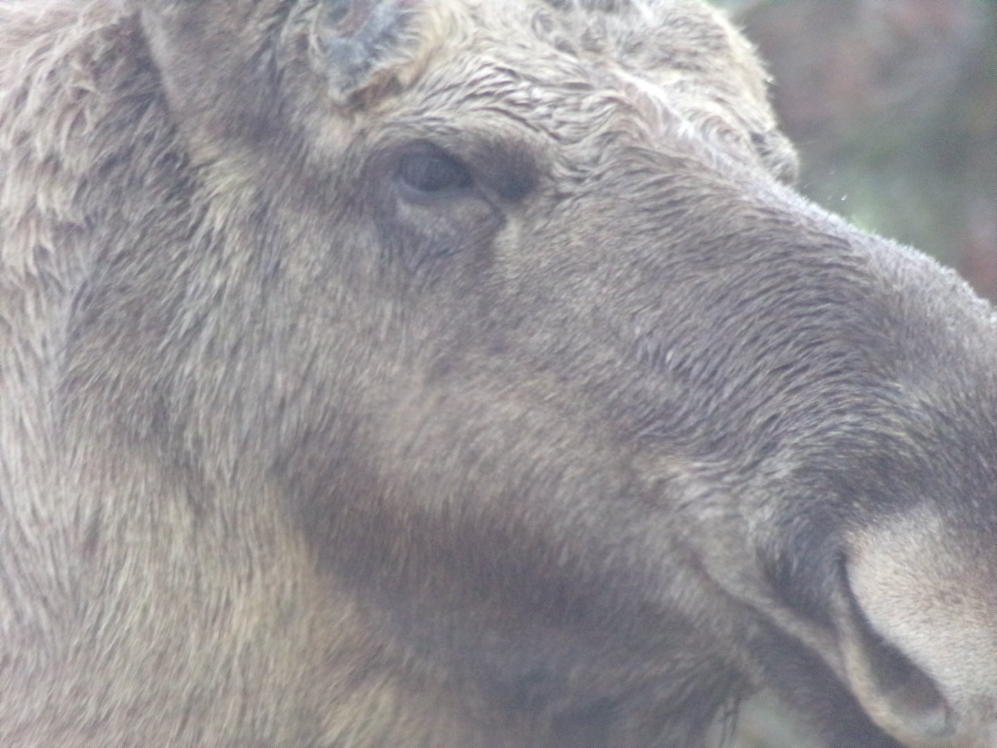 Eurasian elk closeup 5.4.24