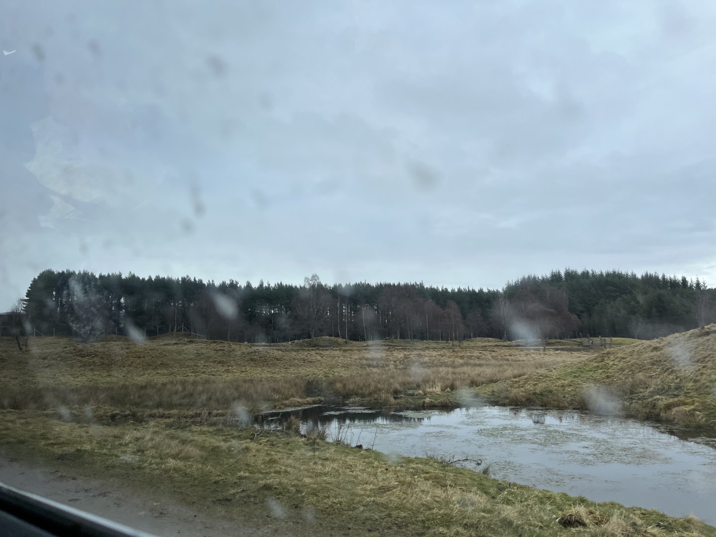 Eurasian elk drive-through reserve 5.4.24