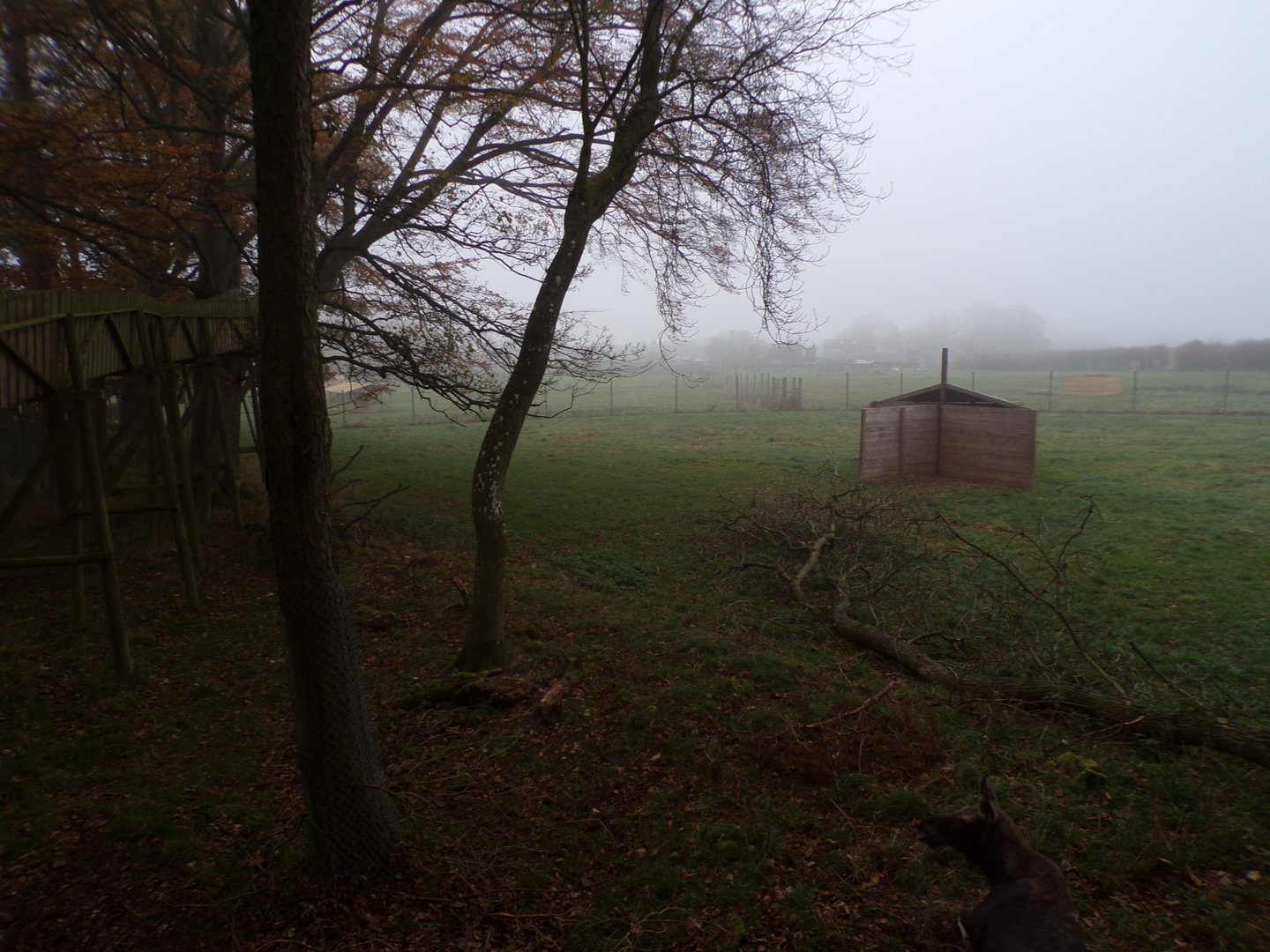 Eurasian elk enclosure (2)
