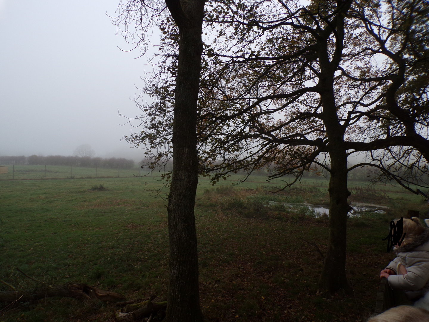 Eurasian elk enclosure (3)