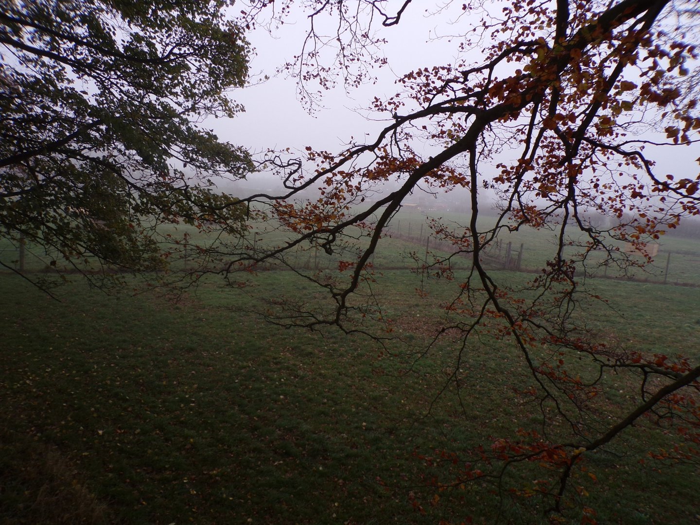 Eurasian elk enclosure (4)