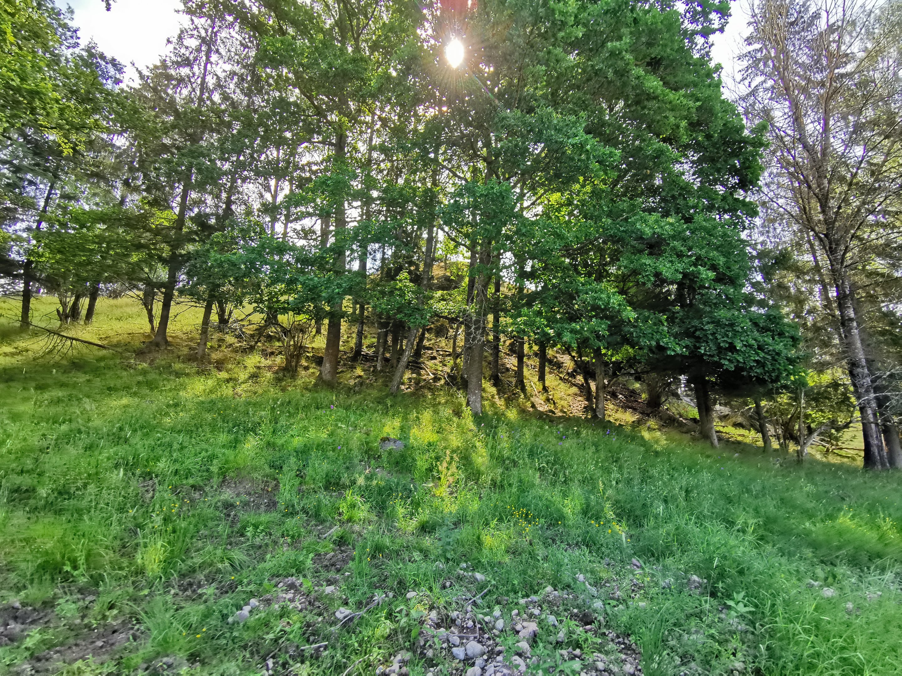 Eurasian elk enclosure