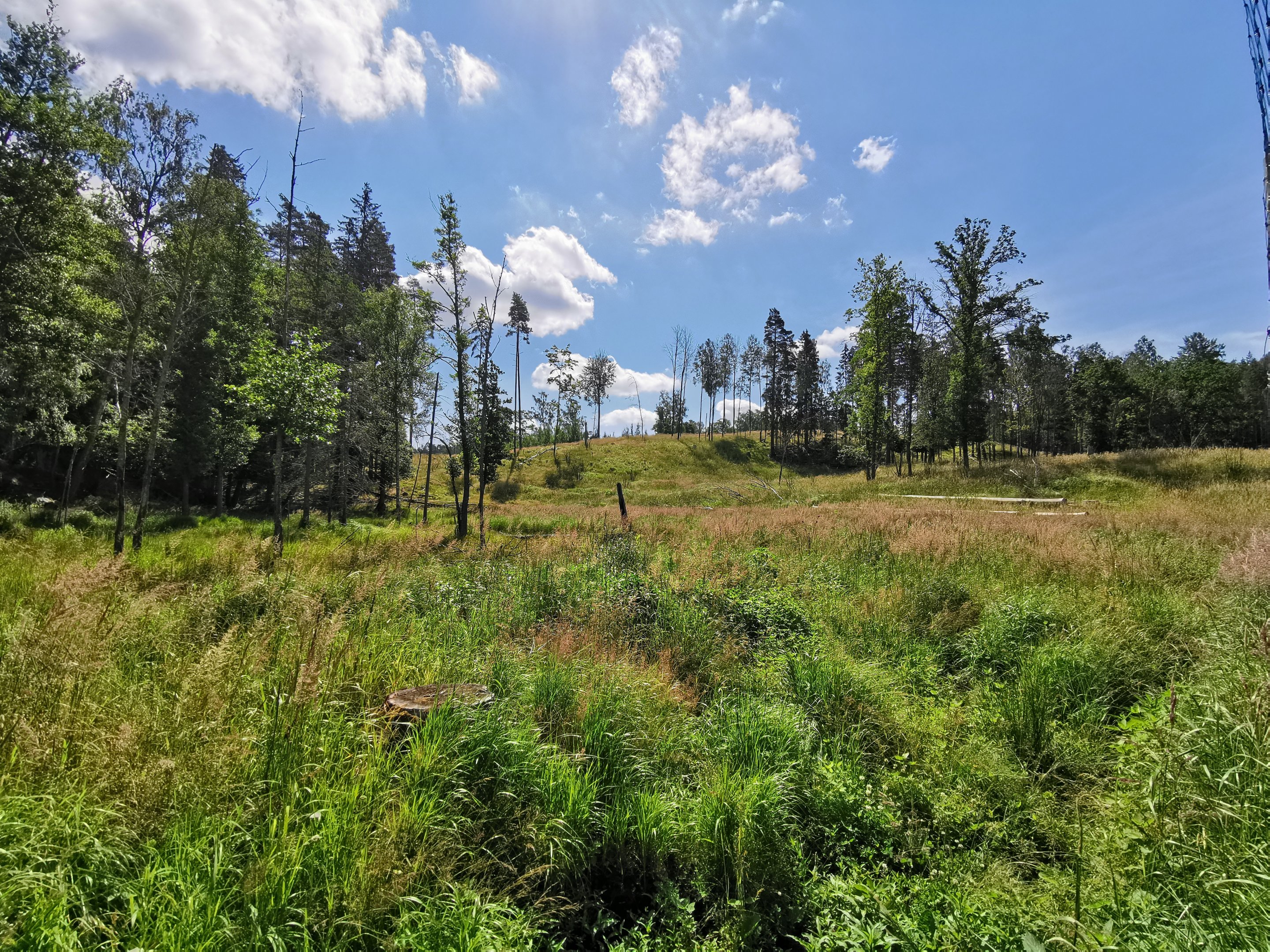 Eurasian elk enclosure