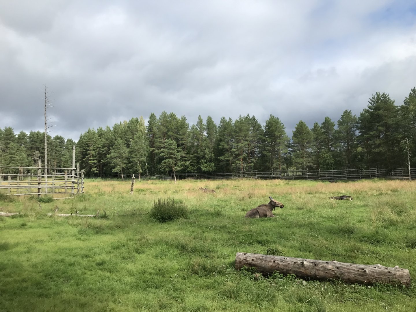 Eurasian elk enclosure