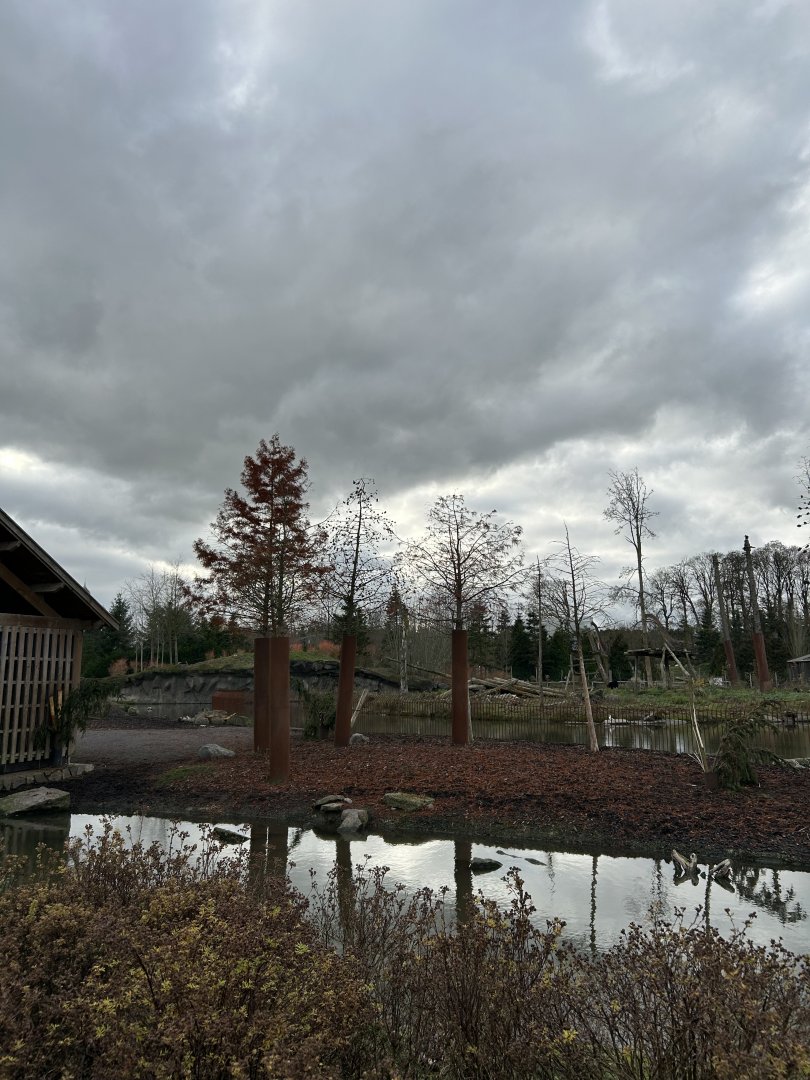Eurasian elk exhibit right side