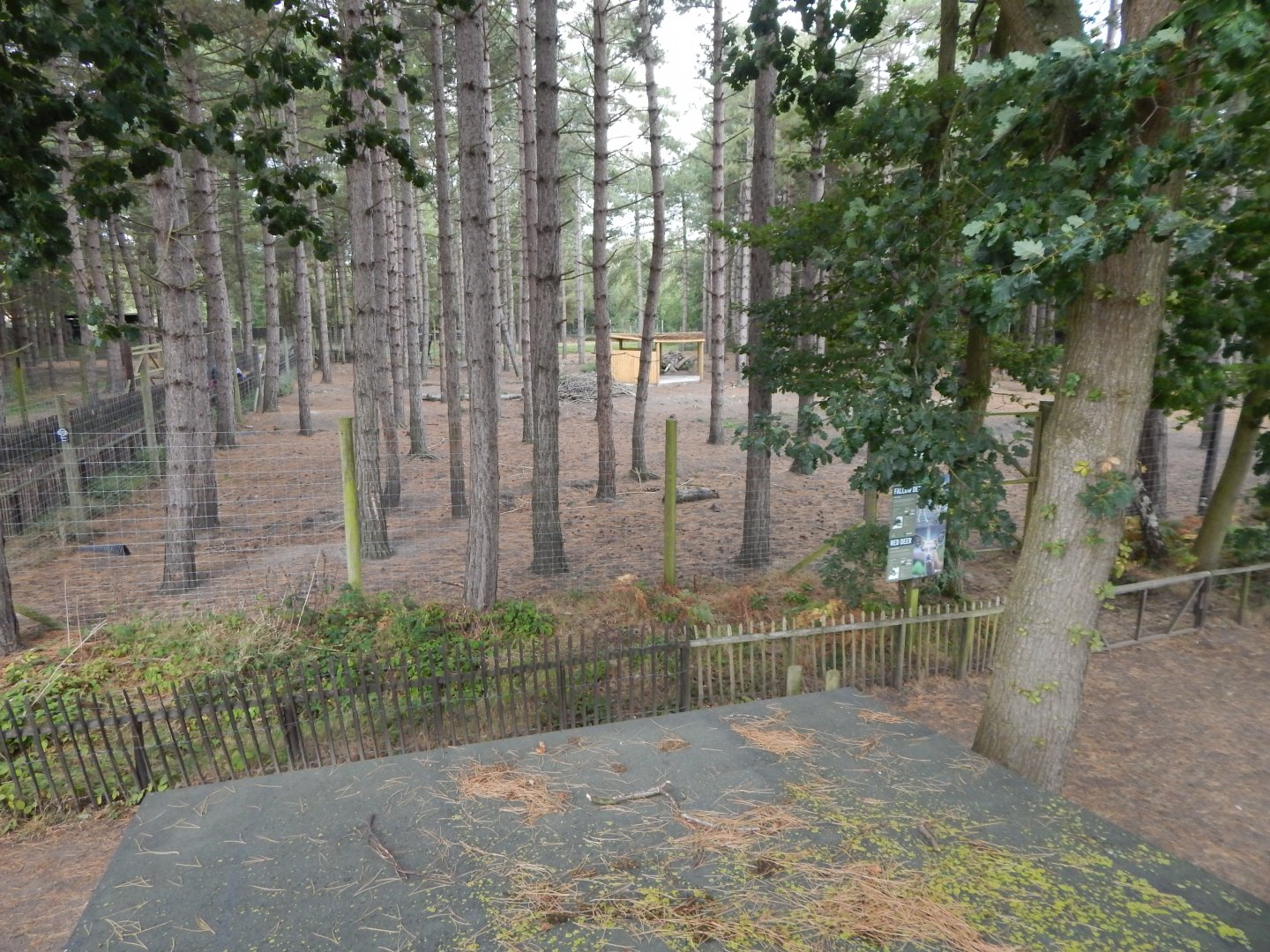 Eurasian elk habitat 030924