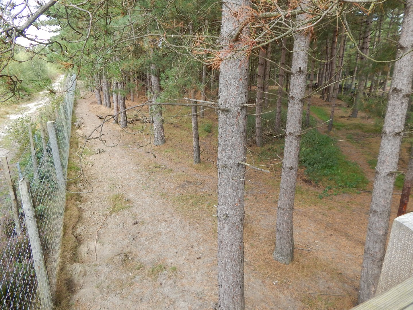 Eurasian elk habitat 030924