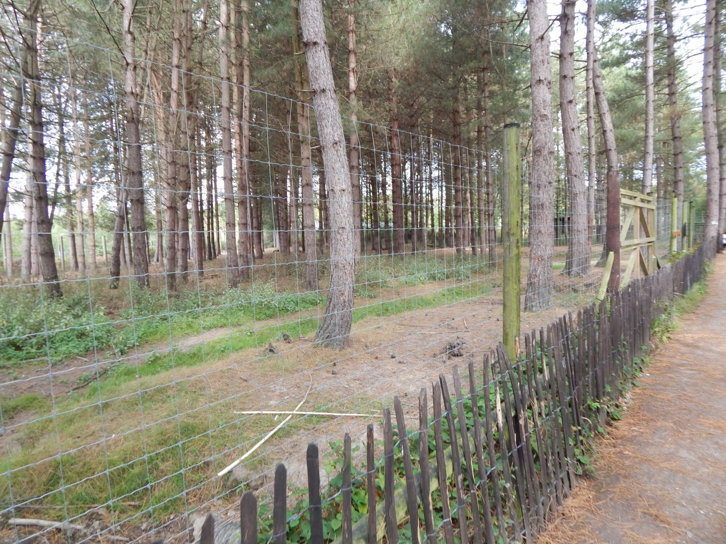 Eurasian elk habitat 030924