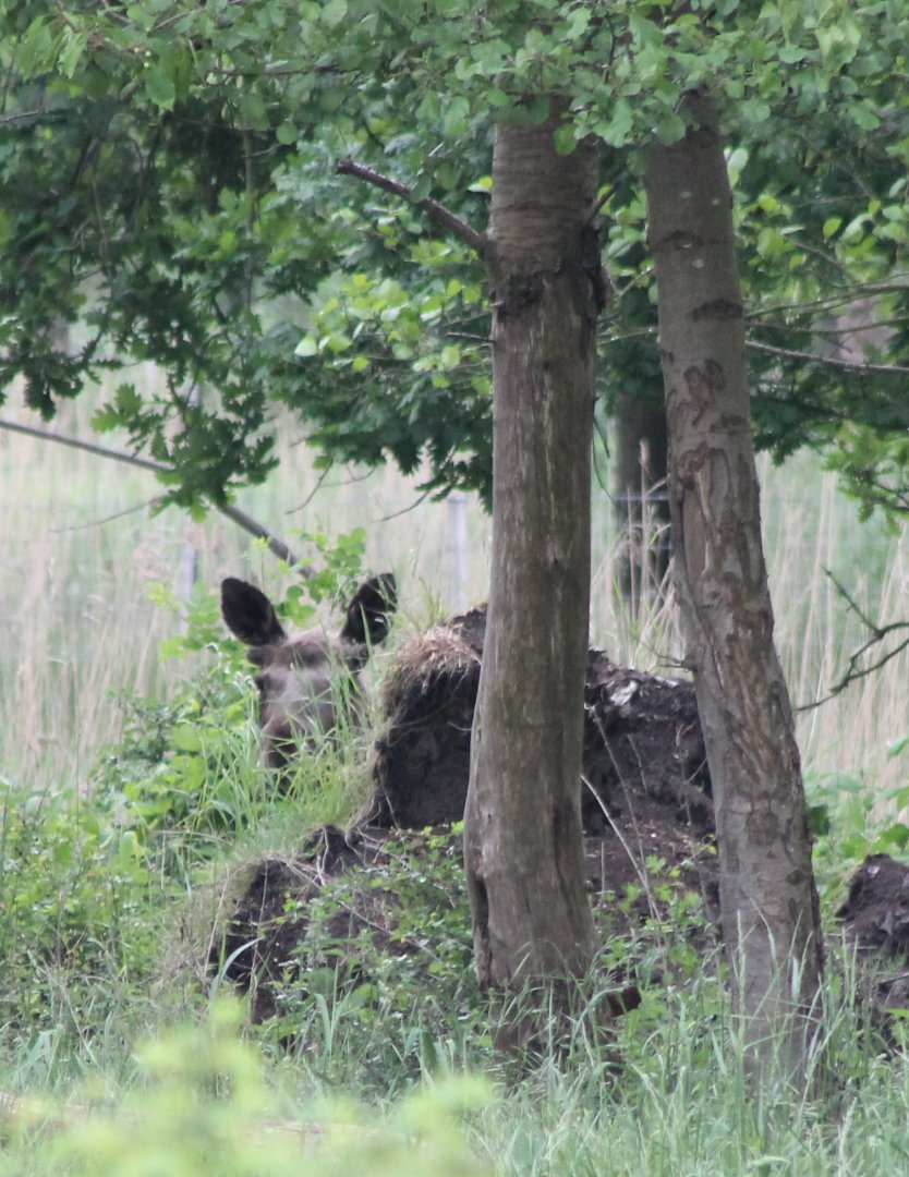 Eurasian elk hidding