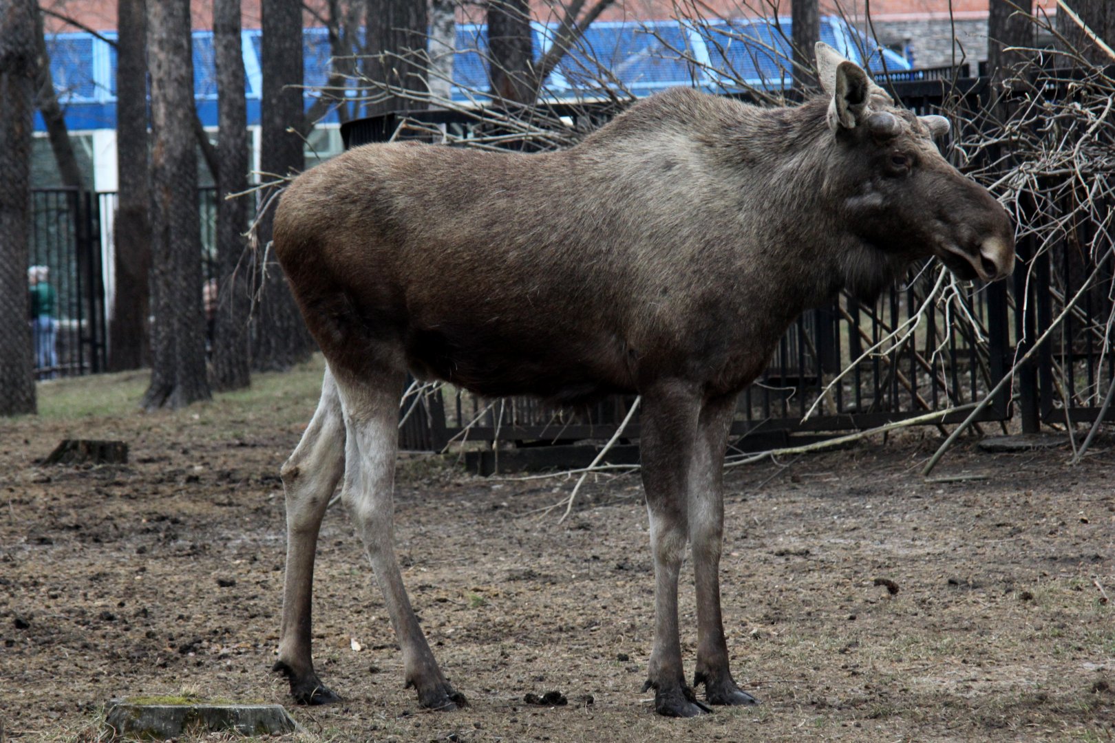 Eurasian elk or moose (Alces alces alces)