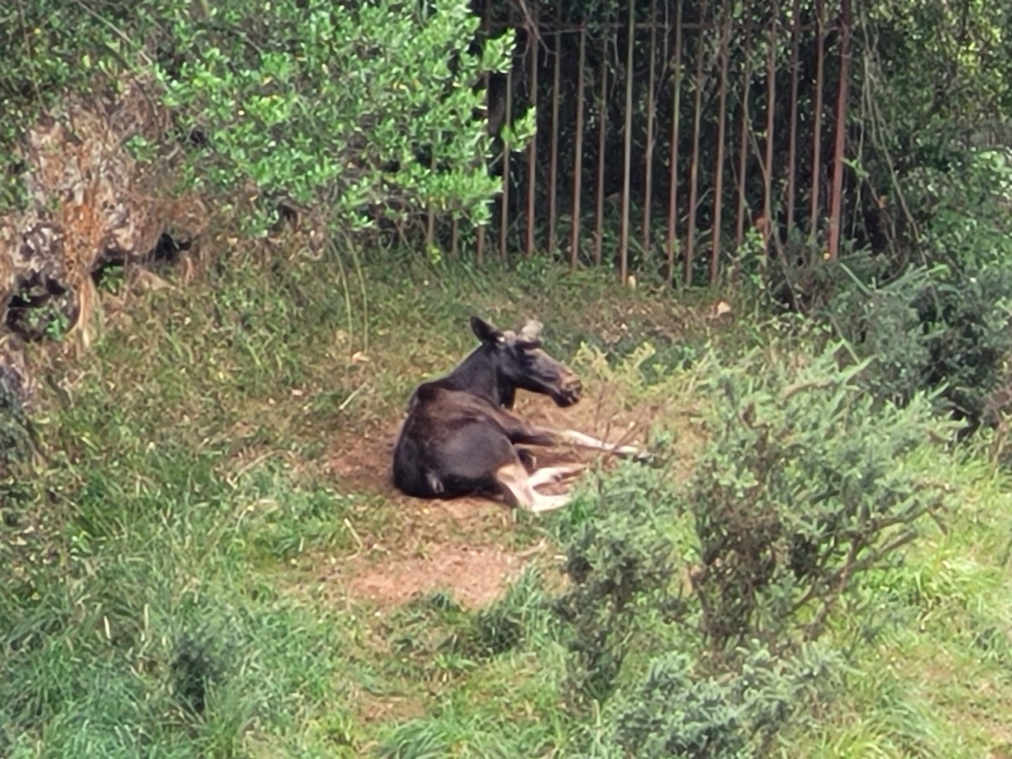 Eurasian elk -Parque de la Naturaleza de Cabárceno (2022)