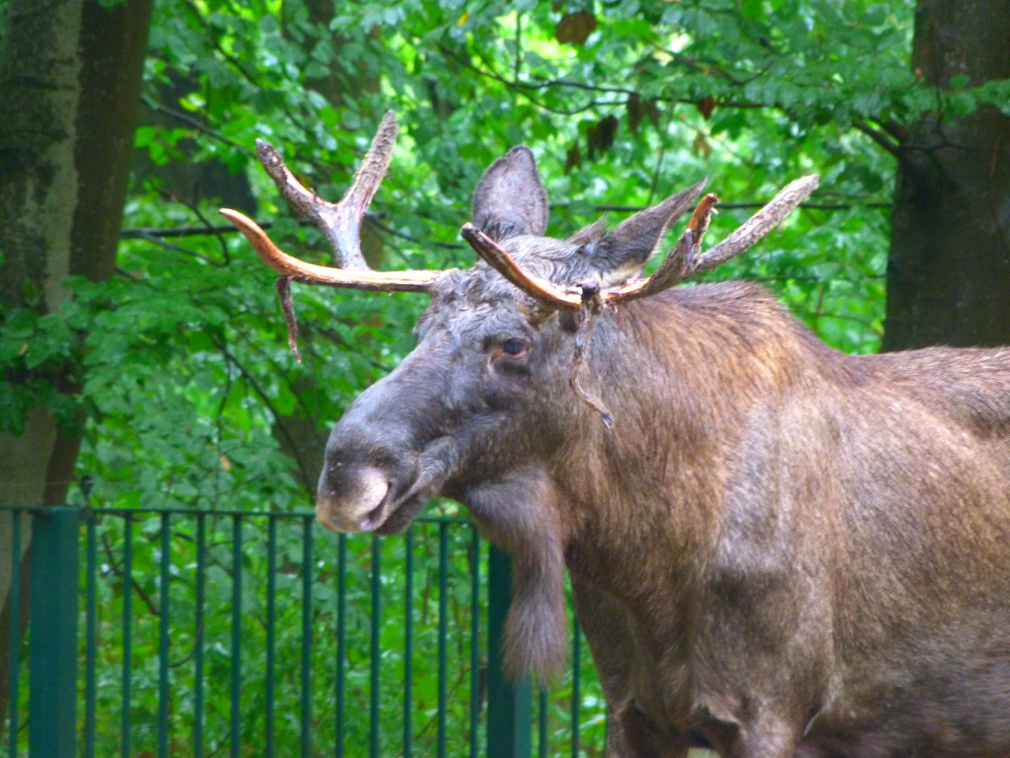 Eurasian elk -Tierpark Berlin (2024)