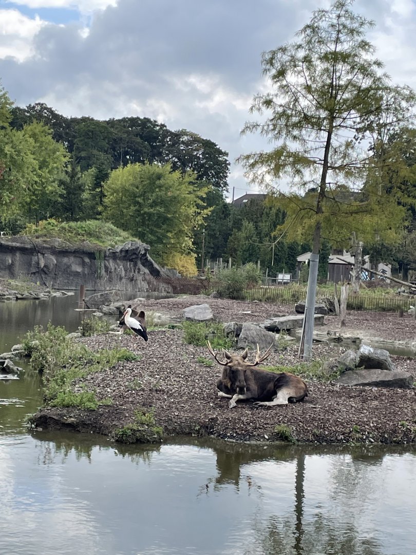 Eurasian elk with white stork