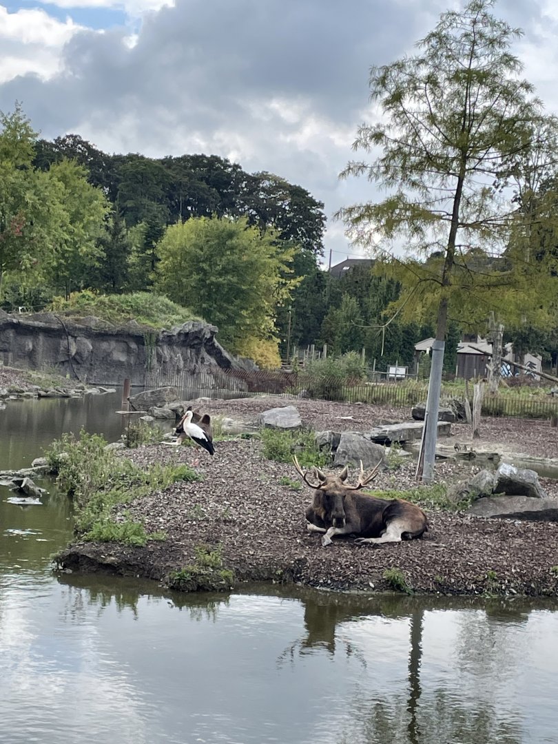 Eurasian elk with white stork