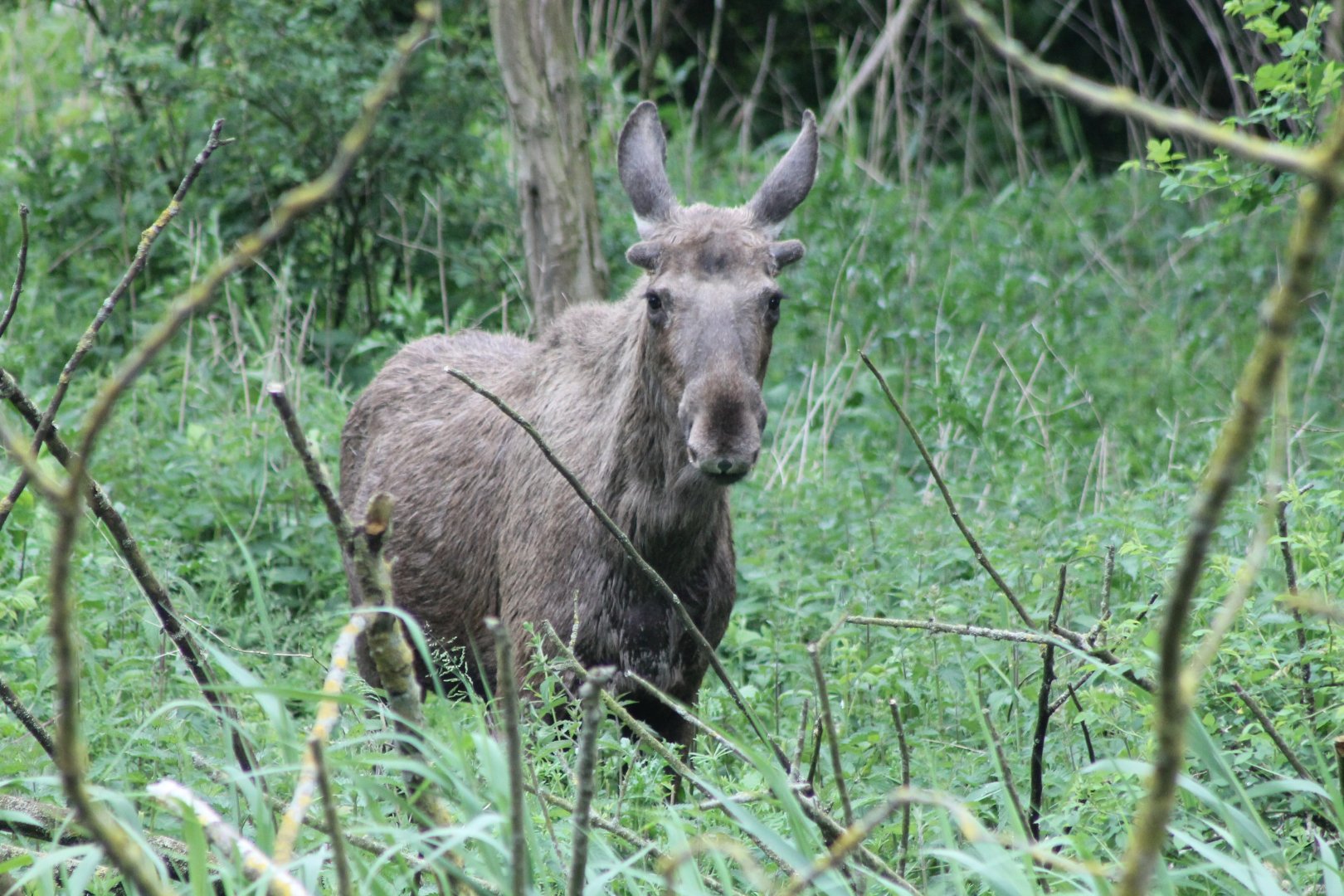 Eurasian elk