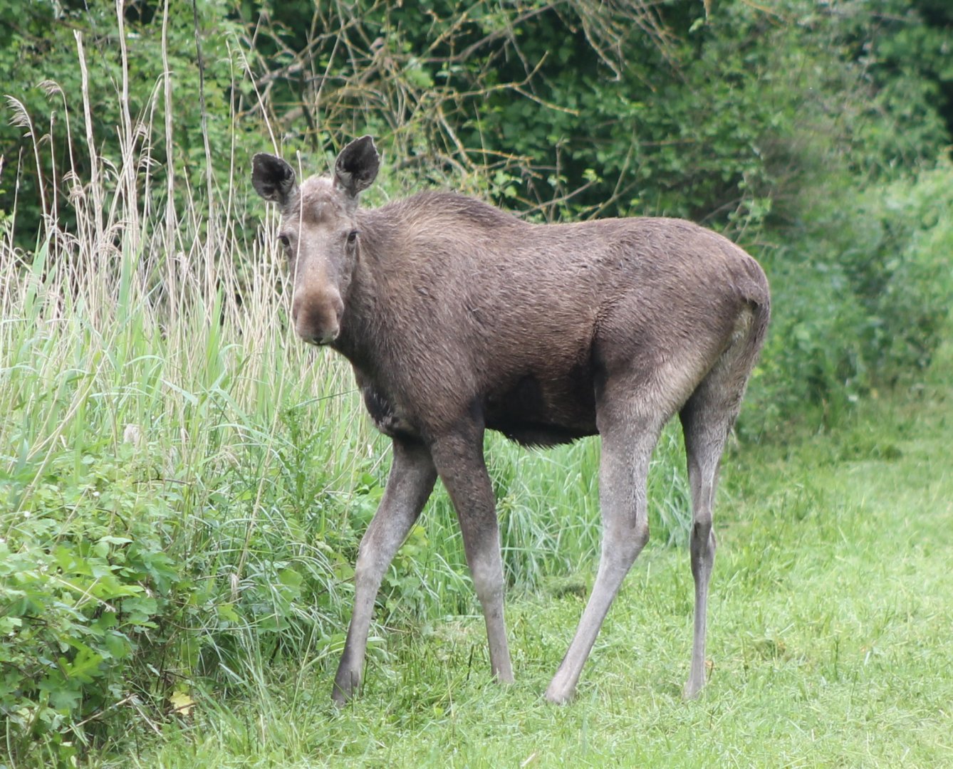 Eurasian elk