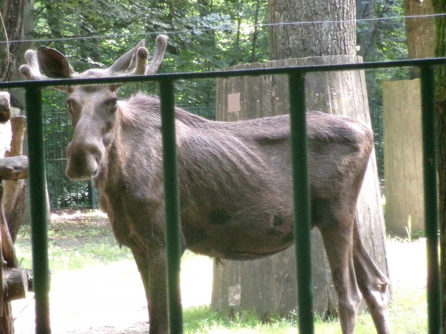 Eurasian elk