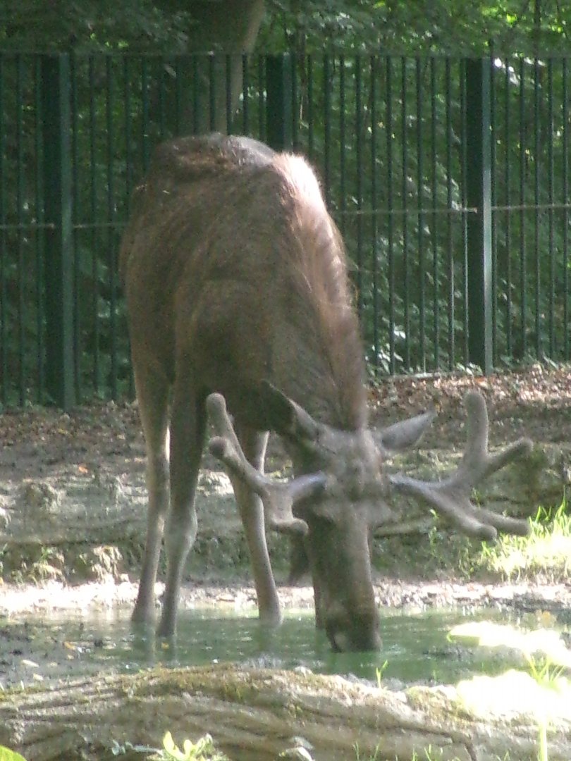 Eurasian elk
