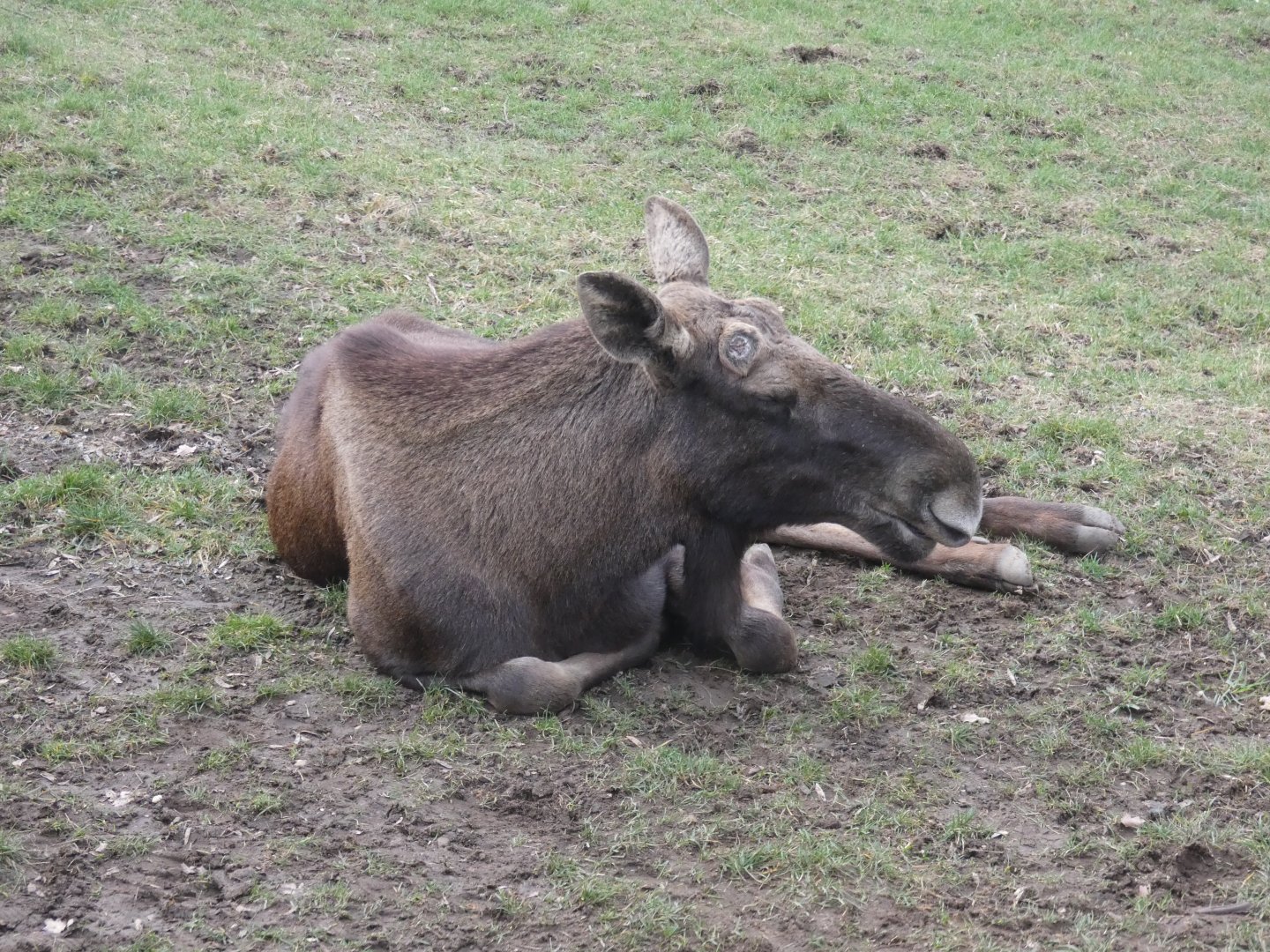 Eurasian elk