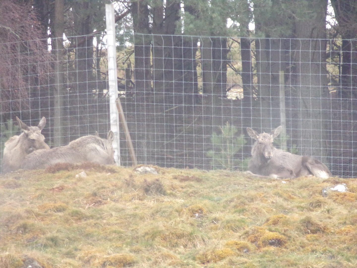 Eurasian elks 5.4.24