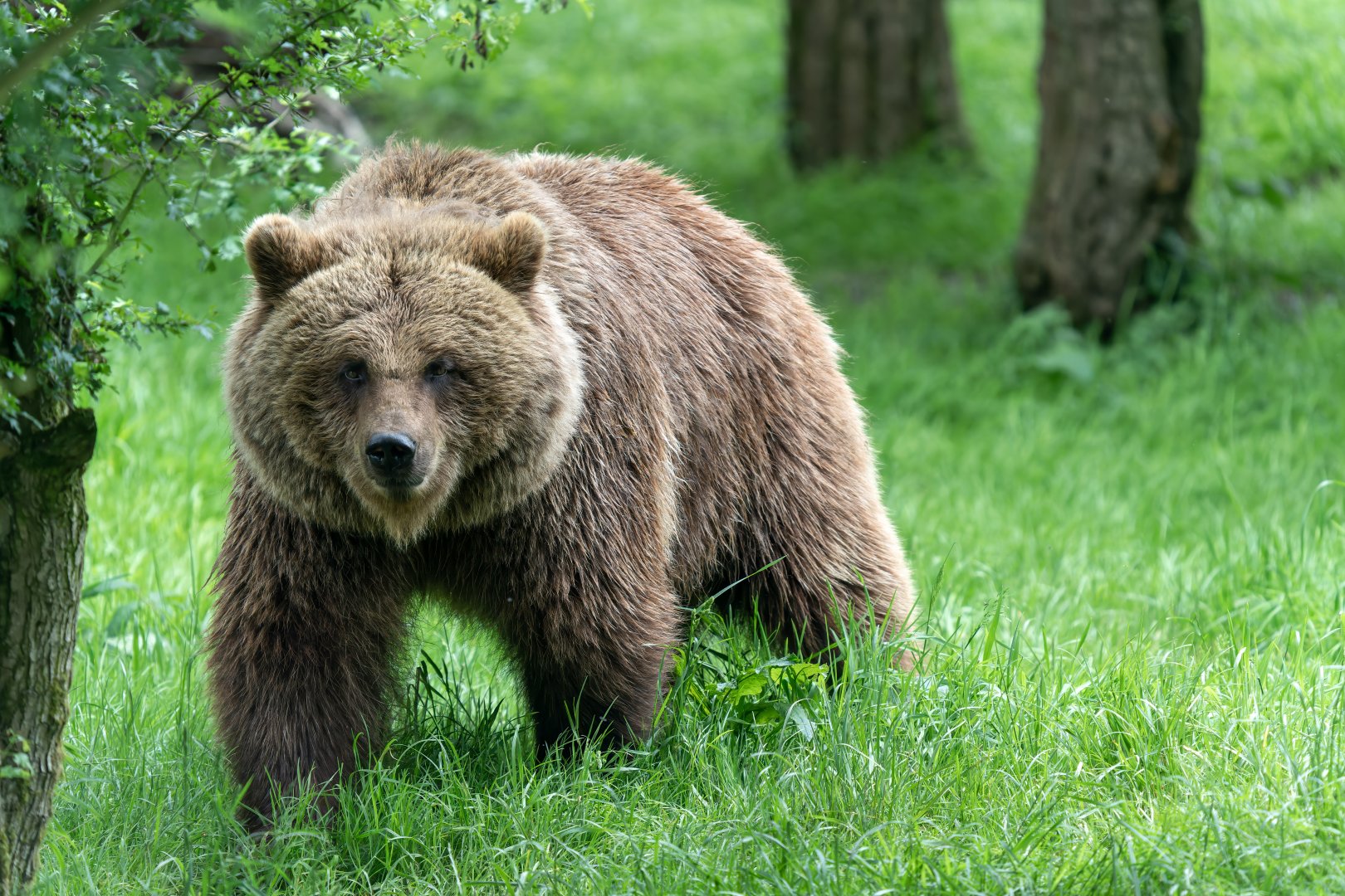 Eurasian / European brown bear, (f), Cinderella, ZSL Whipsnade, UK