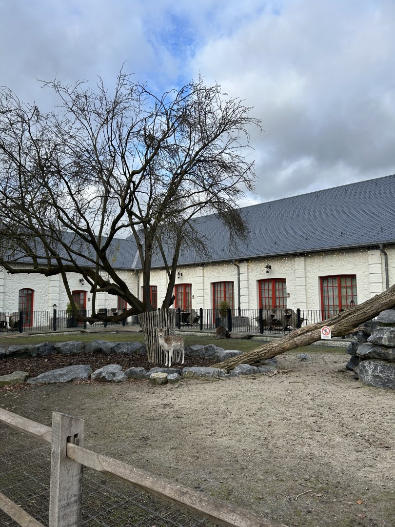 Eurasian fallow deer