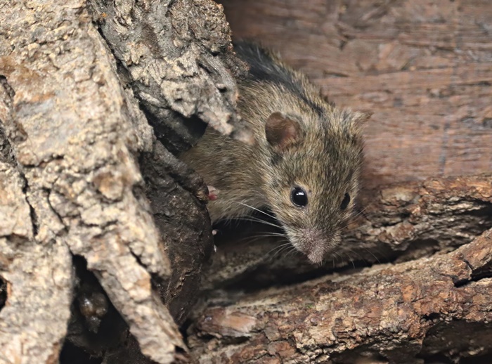 Eurasian field mouse (Apodemus agrarius)
