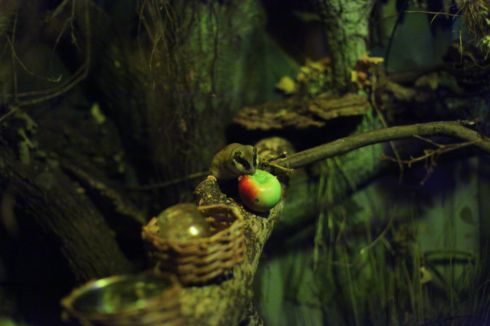 Eurasian forest dormouse (Dryomys nitedula)